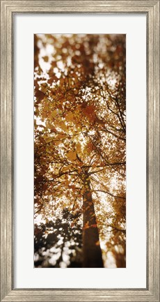 Framed Low angle view of autumn trees, Volunteer Park, Capitol Hill, Seattle, King County, Washington State, USA Print