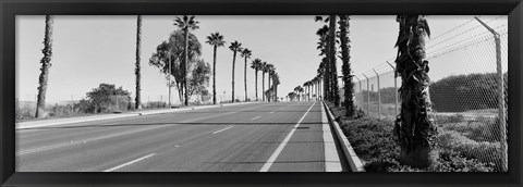 Framed Palm trees along a road, San Diego, California, USA Print