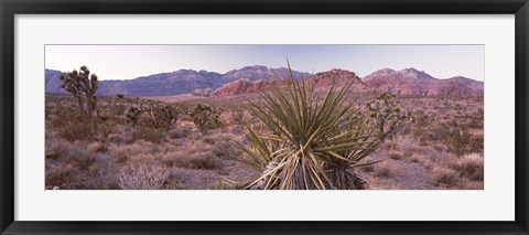 Framed Yucca plant in a desert, Red Rock Canyon, Las Vegas, Nevada, USA Print