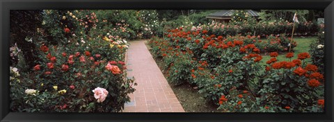 Framed International Rose Test Garden, Washington Park, Portland, Oregon Print