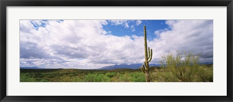 Framed Cactus in a desert, Saguaro National Monument, Tucson, Arizona, USA Print