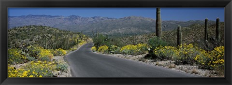 Framed Greenery in Saguaro National Park, Arizona Print