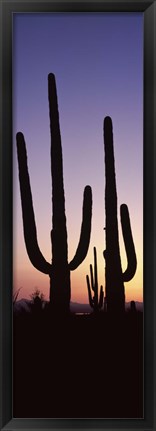 Framed Saguaro cacti, Saguaro National Park, Tucson, Arizona, USA Print