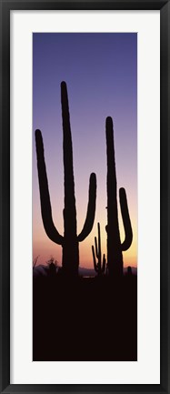 Framed Saguaro cacti, Saguaro National Park, Tucson, Arizona, USA Print