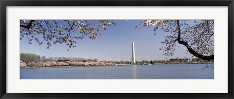 Framed Cherry blossom with monument in the background, Washington Monument, Tidal Basin, Washington DC, USA Print