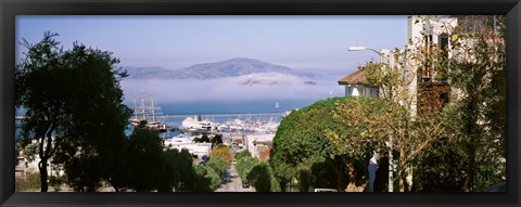 Framed Trees along the Hyde Street, San Francisco, California, USA Print