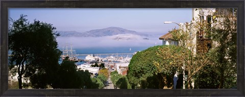 Framed Trees along the Hyde Street, San Francisco, California, USA Print