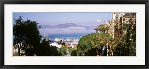 Framed Trees along the Hyde Street, San Francisco, California, USA Print