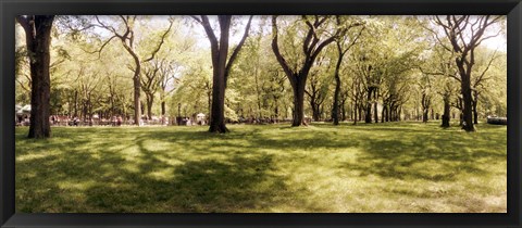 Framed Trees and grass in a Central Park in the spring time, New York City, New York State, USA Print