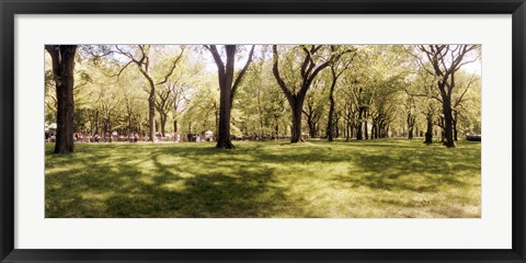 Framed Trees and grass in a Central Park in the spring time, New York City, New York State, USA Print