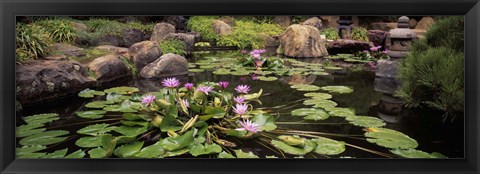 Framed Lotus blossoms, Japanese Garden, University of California, Los Angeles, California Print