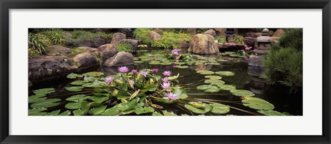 Framed Lotus blossoms, Japanese Garden, University of California, Los Angeles, California Print