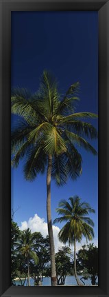 Framed USA, US Virgin Islands, Saint Thomas Print