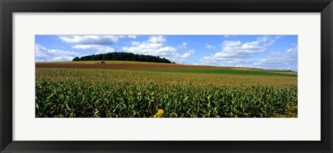 Framed Field Of Corn With Tractor In Distance, Carroll County, Maryland, USA Print