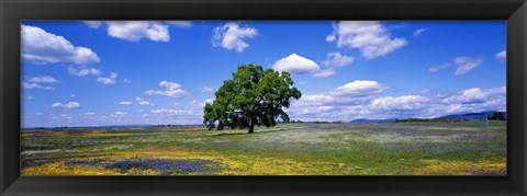 Framed Single Tree In Field Of Wildflowers, Table Mountain, Oroville, California, USA Print