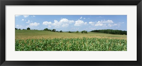 Framed Corn Crop In A Field, Wyoming County, New York State, USA Print