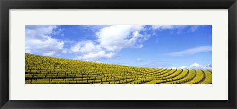 Framed Mustard Fields, Napa Valley, California, USA Print