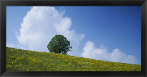 Framed Green Hill w/ flowers &amp; tree Canton Zug Switzerland Print