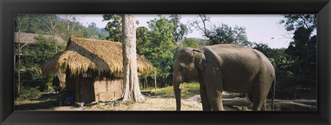 Framed Elephant standing outside a hut in a village, Chiang Mai, Thailand Print