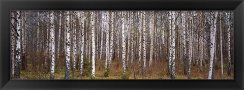 Framed Silver birch trees in a forest, Narke, Sweden Print