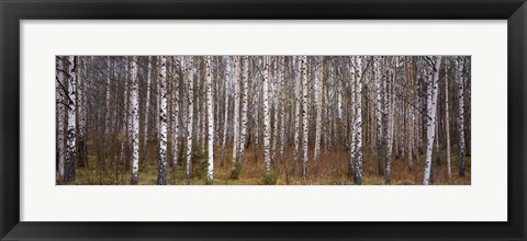 Framed Silver birch trees in a forest, Narke, Sweden Print