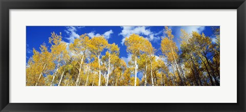 Framed USA, Colorado, Uncompahgre Nationa Forest Print