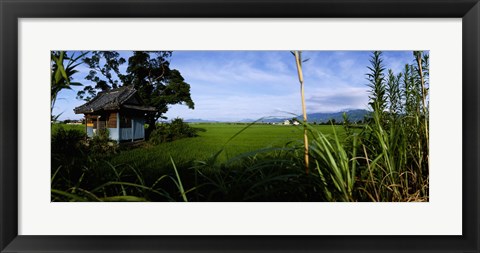 Framed Rice paddies in a field, Saga Prefecture, Kyushu, Japan Print