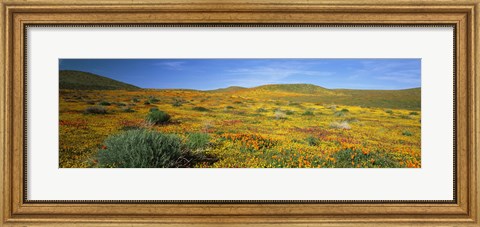 Framed View Of Blossoms In A Poppy Reserve, Antelope Valley, Mojave Desert, California, USA Print