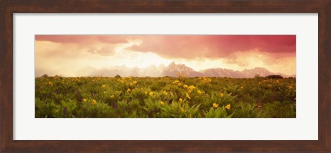 Framed Wild flowers, Grand Teton Park, Wyoming Print