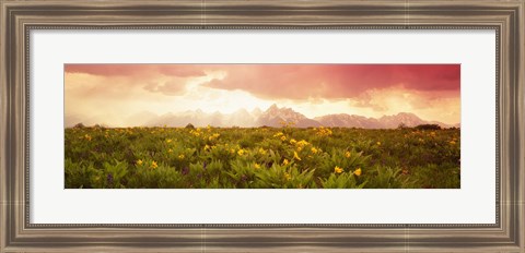 Framed Wild flowers, Grand Teton Park, Wyoming Print