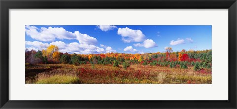 Framed Autumn Foliage, New York State, USA Print