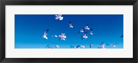 Framed Birds in flight Flagler Beach FL USA Print