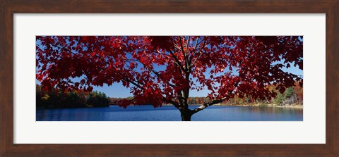 Framed Close-up of a tree, Walden Pond, Concord, Massachusetts, USA Print