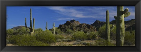 Framed Cactus plant on a landscape, Sonoran Desert, Organ Pipe Cactus National Monument, Arizona, USA Print