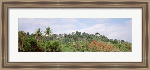 Framed Plant growth in a forest, Manual Antonia National Park, Quepos, Costa Rica Print