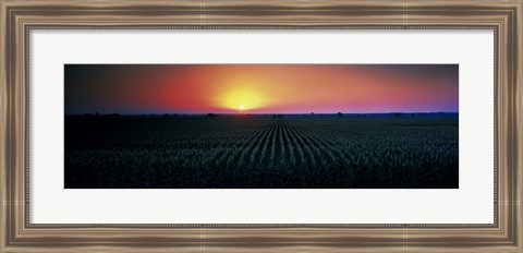 Framed Corn field at sunrise Sacramento Co CA USA Print