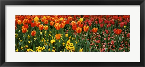 Framed Tulips in a field, St. James&#39;s Park, City Of Westminster, London, England Print