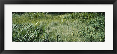 Framed Grass on a marshland, England Print