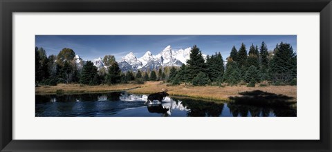 Framed Moose &amp; Beaver Pond Grand Teton National Park WY USA Print