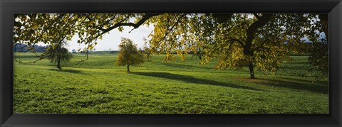 Framed Trees In A Field, Aargau, Switzerland Print