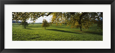 Framed Trees In A Field, Aargau, Switzerland Print