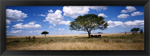 Framed Elephants, Kenya, Africa Print