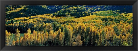 Framed Autumn Aspens, Colorado, USA Print