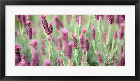 Framed High angle view of Italian Lavender Print