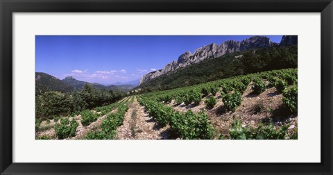 Framed France, Provence, Dentelles de Montmiral, Vineyard on the mountain Print