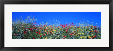 Framed Poppy field Tableland N Germany Print