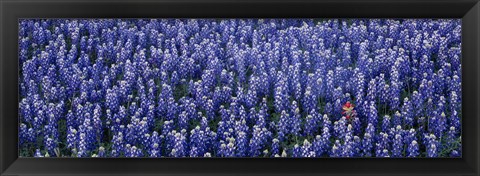 Framed Bluebonnet flowers in a field, Hill county, Texas, USA Print