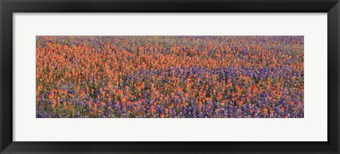 Framed Texas Bluebonnets and Indian Paintbrushes in a field, Texas, USA Print