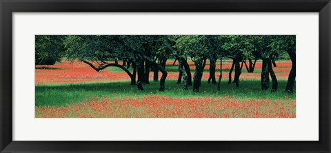 Framed Indian Paintbrushes And Scattered Oaks, Texas Hill Co, Texas, USA Print