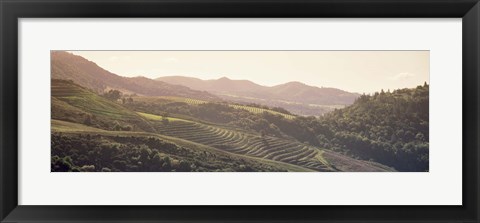 Framed High angle view of a vineyard in a valley, Sonoma, Sonoma County, California, USA Print